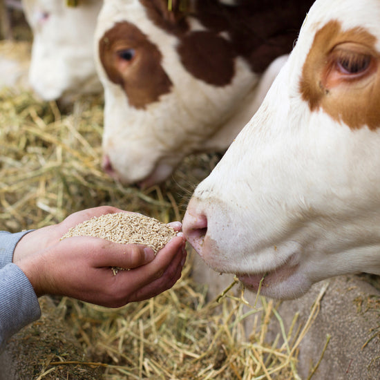 NOULA - La Nouvelle Laiterie - Transparenz